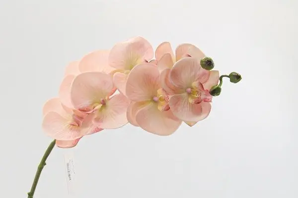Real Touch Artificial Moth Orchid with PU Petal Technology